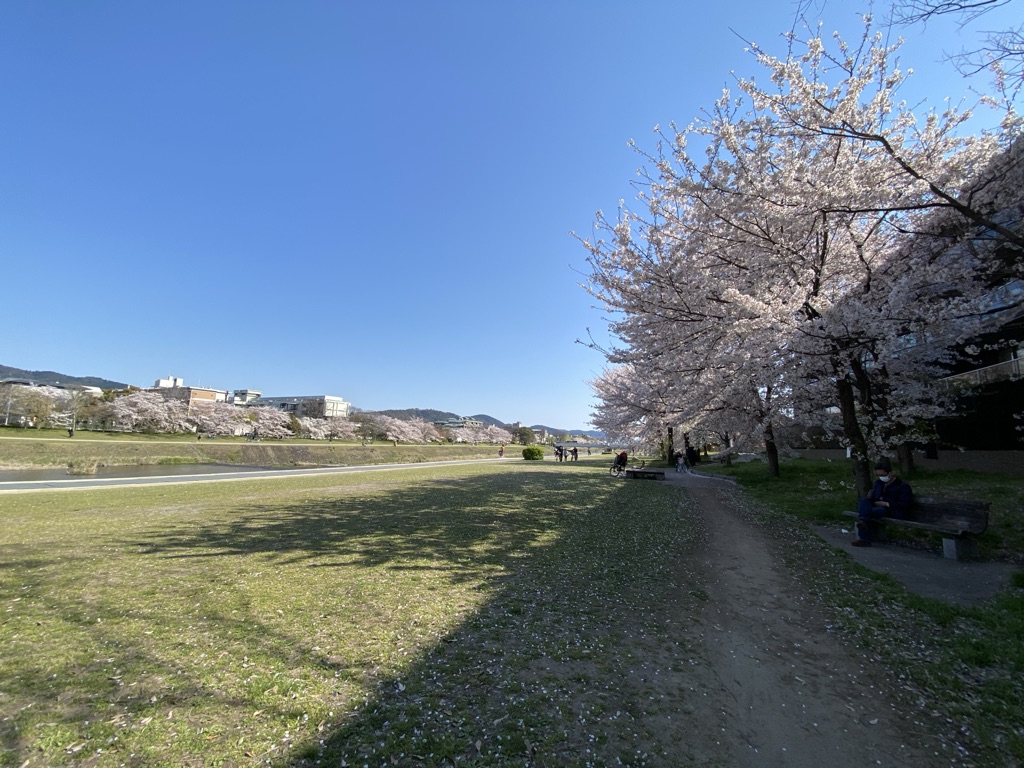 鴨川河川敷桜